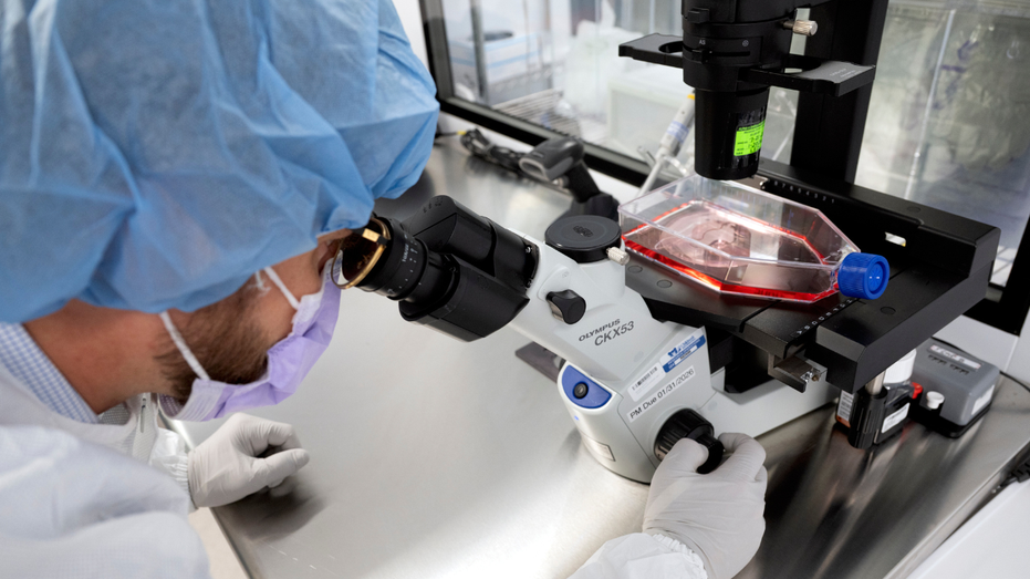New cancer tech sends chemo straight to tumors Education Melbourne